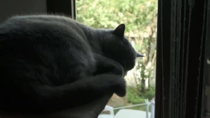 靠近窗户睡觉的灰猫