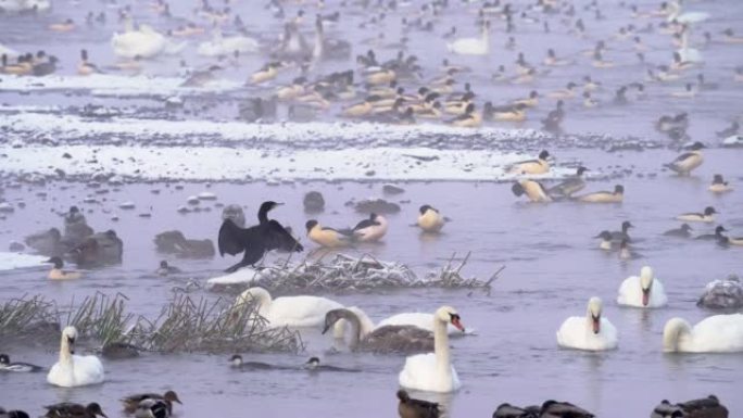 在寒冷的冬天早晨，大量的鹅动虫，疣鼻天鹅，绿头鸭，漂浮着。
