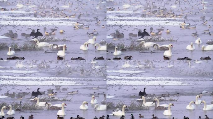 在寒冷的冬天早晨，大量的鹅动虫，疣鼻天鹅，绿头鸭，漂浮着。