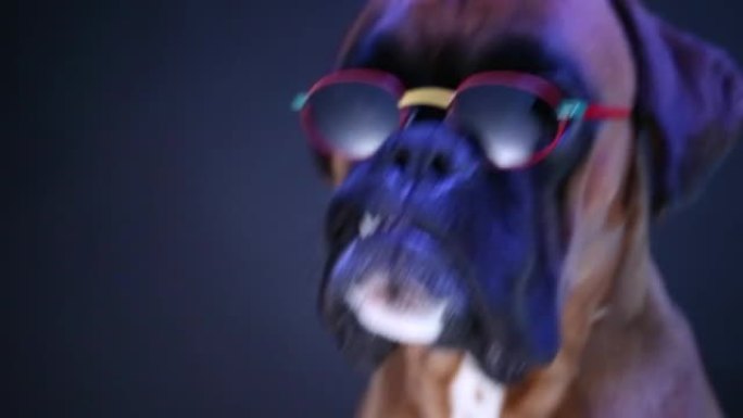 戴着墨镜的拳击手狗的特写肖像。