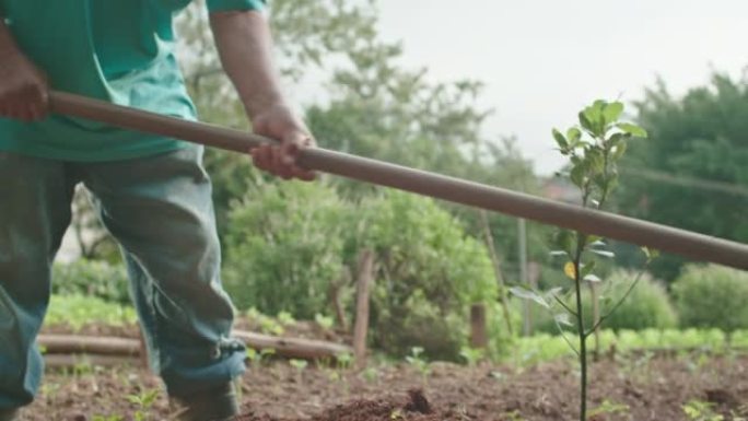一位老人用耕作设备种树。处理土壤的高级人员挖掘地面。自然环境与生态学概念