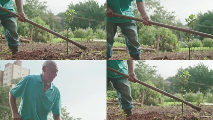一位老人用耕作设备种树。处理土壤的高级人员挖掘地面。自然环境与生态学概念