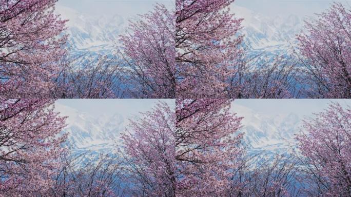 樱花，樱花樱花樱花樱花雪山