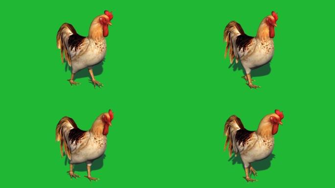 公鸡在绿色屏幕上行走