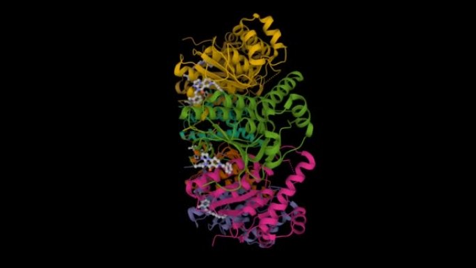 人线粒体酪蛋白分解蛋白酶P (ClpP) 与抑制剂ONC201复合