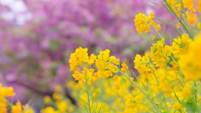 盛开的樱花和油菜花