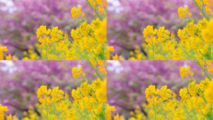 盛开的樱花和油菜花