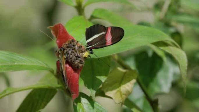 heliconius ismenius蝴蝶张开翅膀的高帧率剪辑