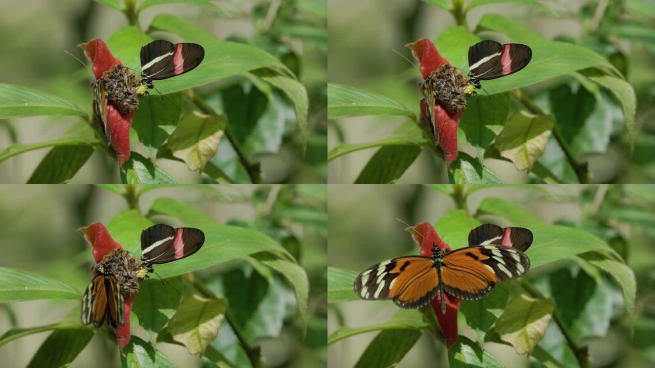 heliconius ismenius蝴蝶张开翅膀的高帧率剪辑