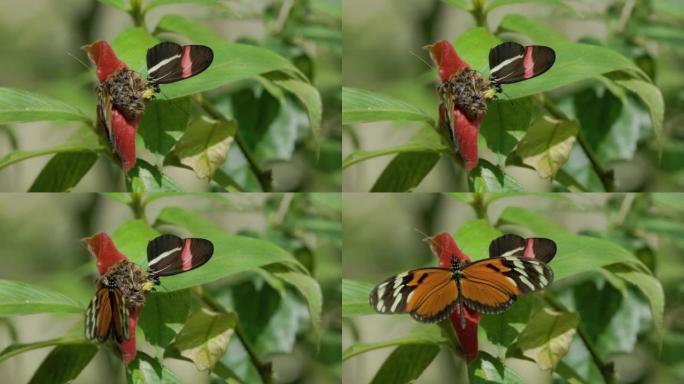 heliconius ismenius蝴蝶张开翅膀的高帧率剪辑