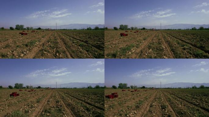 生土豆在田间土壤上，农民在后台工作。农业和食品工业