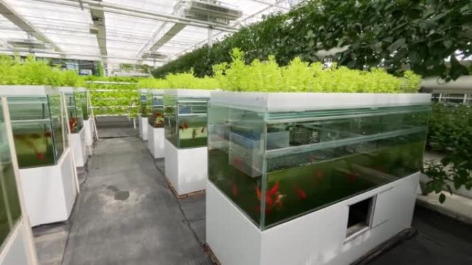 在美丽的现代园艺温室中种植的蔬菜，新的农业技术