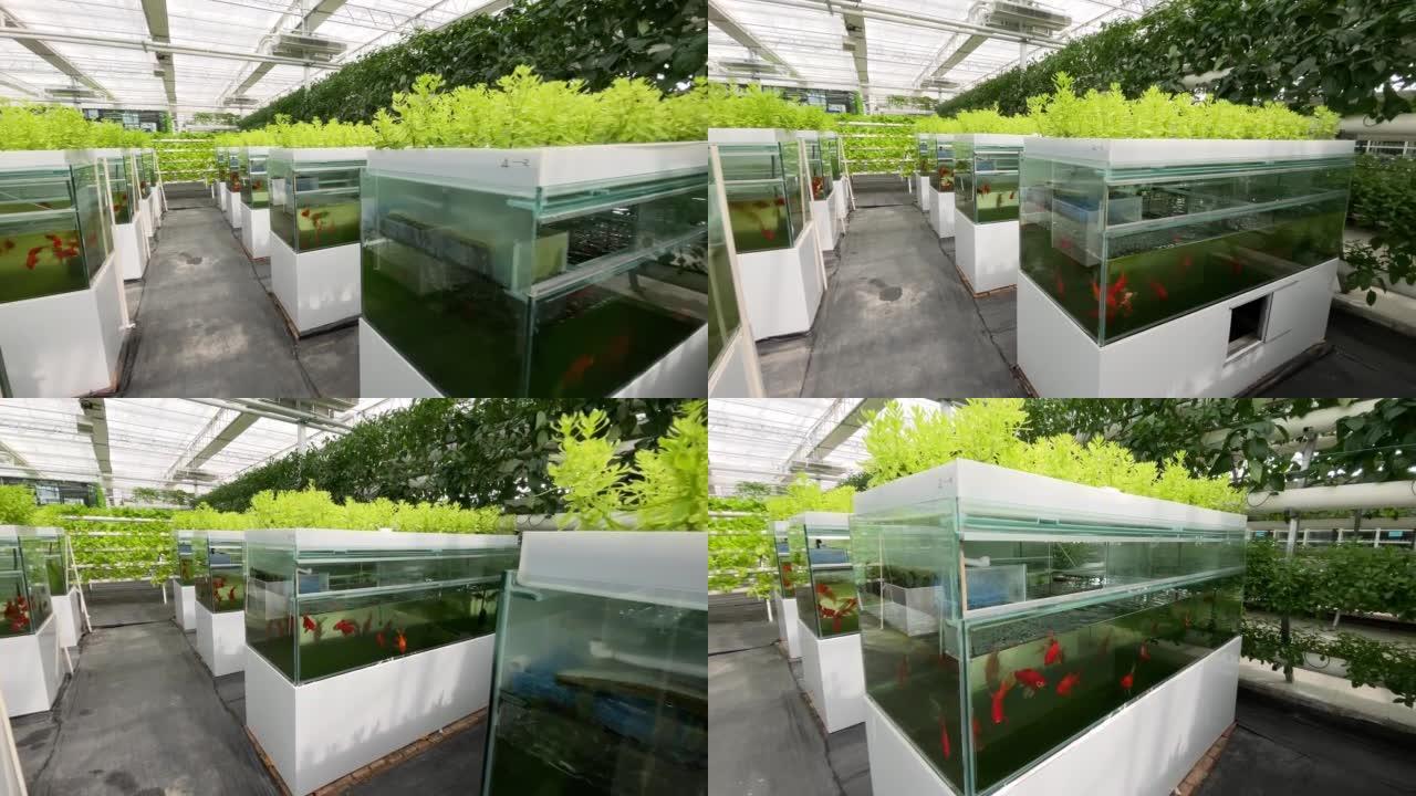 在美丽的现代园艺温室中种植的蔬菜，新的农业技术