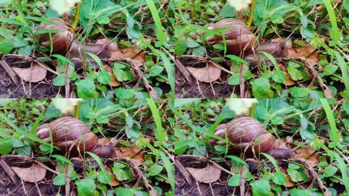 棕色的大蜗牛和白色的小蜗牛正在缓慢地爬行。