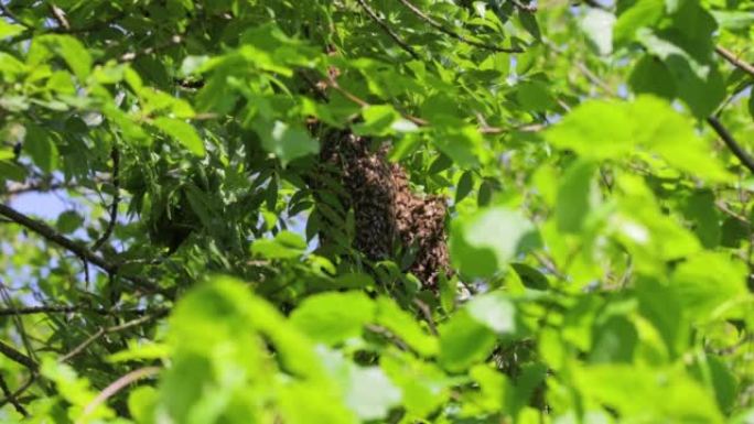 蜜蜂在荒野的树上建造蜂箱