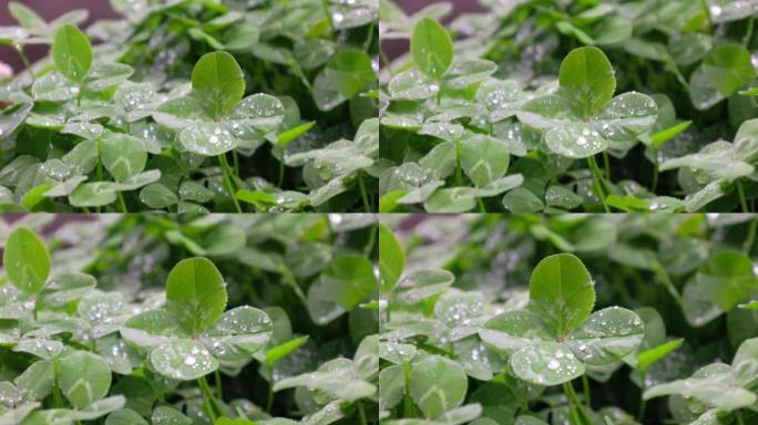 雨天有水滴的四叶三叶草