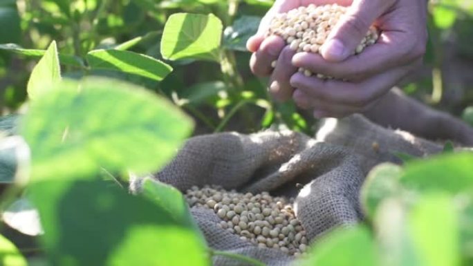 新鲜收获的大豆谷物，农民的近距离展示黄麻袋中的大豆，慢动作