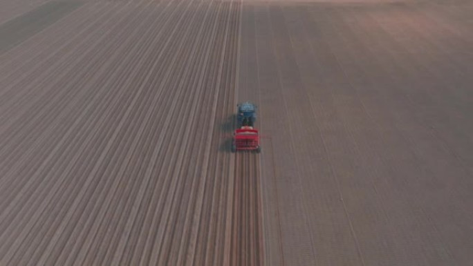 拖拉机在准备好的土壤中种植种薯