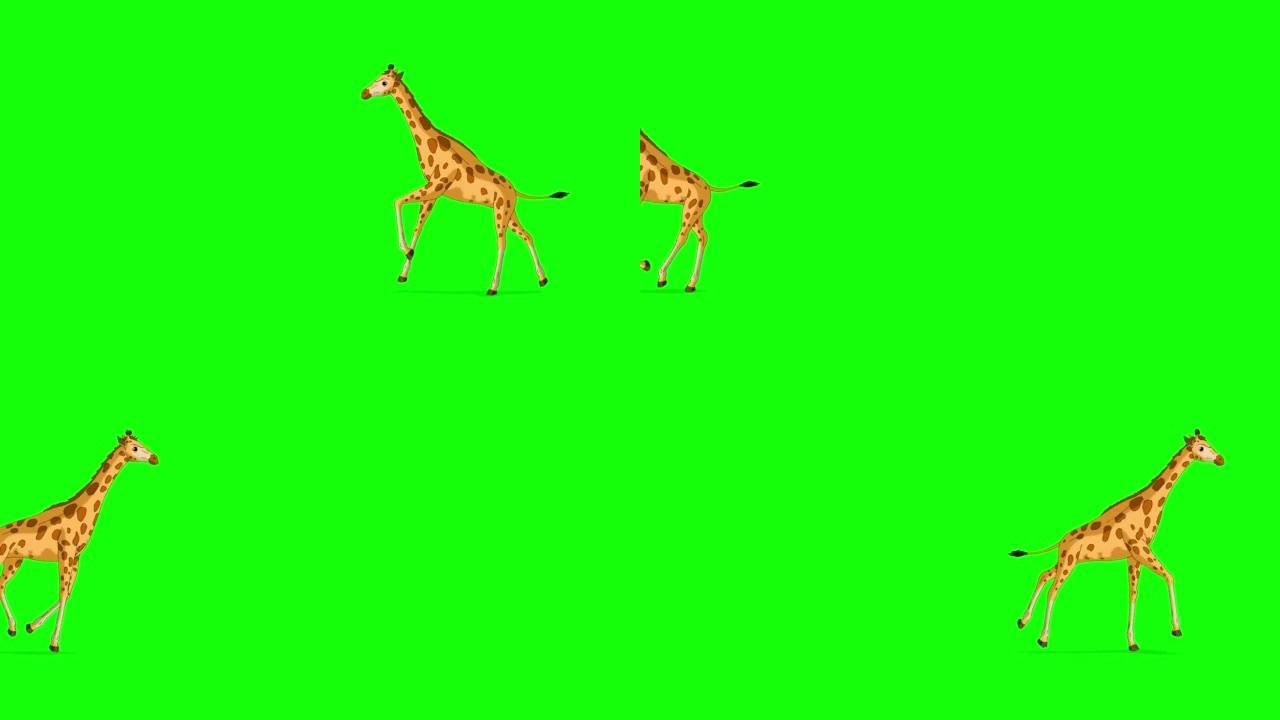 大长颈鹿来回跑色度键远射