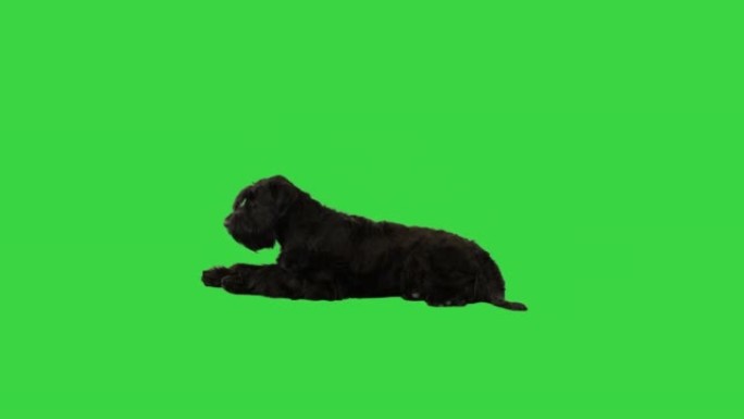 巨大的黑色德国雪纳瑞躺在绿色屏幕上，色度键