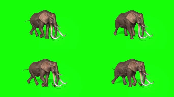 大象在绿色屏幕上奔跑