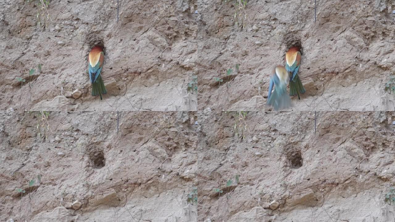 欧洲食蜂者的攻击 (Merops apiaster)