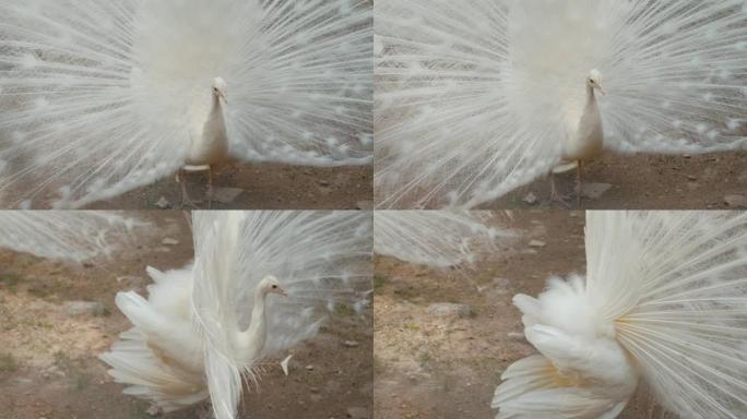 美丽的白色孔雀，白化孔雀的特写镜头