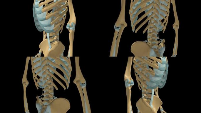 人体骨骼肘关节韧带解剖3D