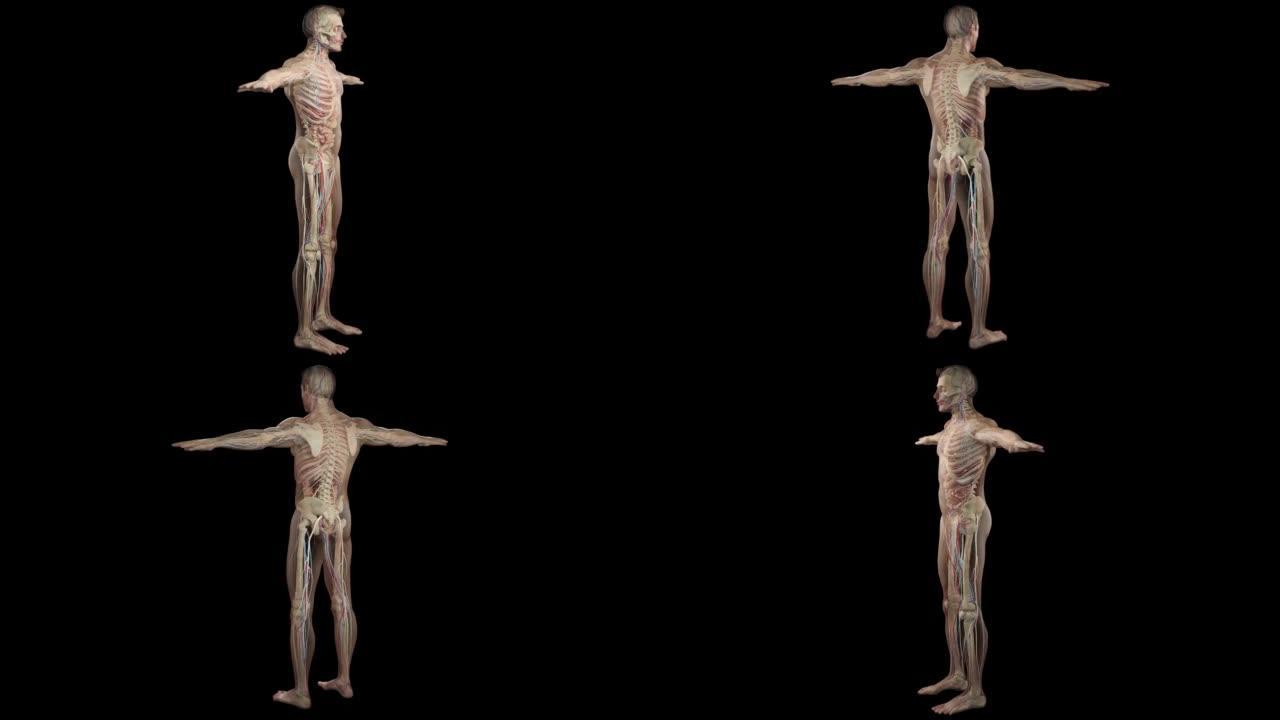 人体解剖学，肌肉，器官，骨骼。3d渲染，3d解剖图谱