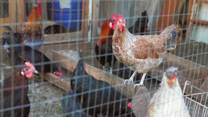 鸡舍里的鸡和公鸡。家庭管理的概念，家禽养殖。生产禽肉和禽蛋的生态工厂。户。高质量4k镜头