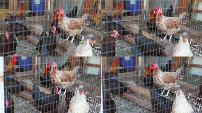 鸡舍里的鸡和公鸡。家庭管理的概念，家禽养殖。生产禽肉和禽蛋的生态工厂。户。高质量4k镜头