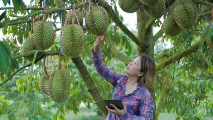 榴莲农民展示了从自己的花园生产的榴莲水果，亚洲女园丁为自己想要生产尽可能多的榴莲而感到自豪。