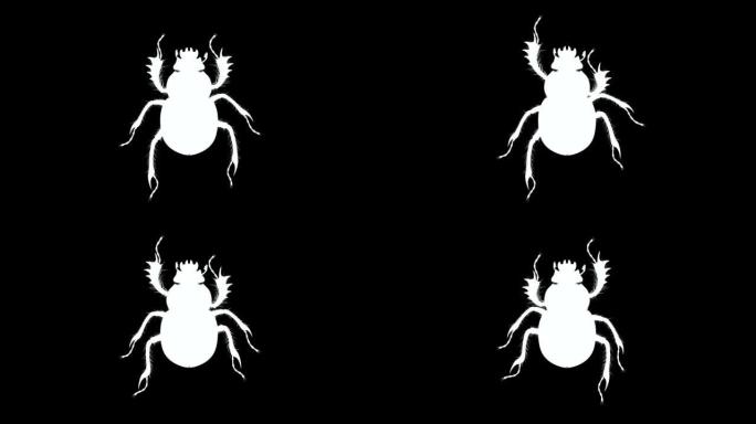 股票视频上的黑白顶视图粪甲虫循环动画