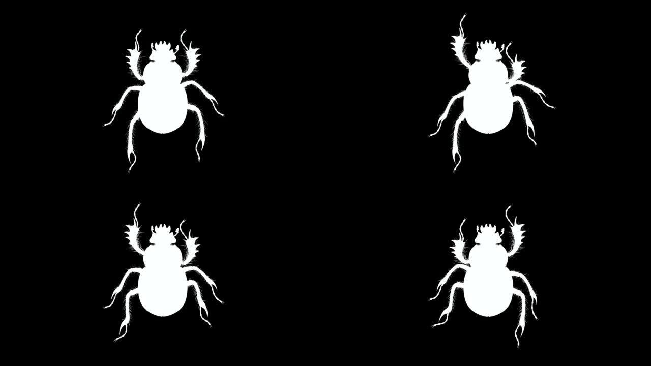 股票视频上的黑白顶视图粪甲虫循环动画