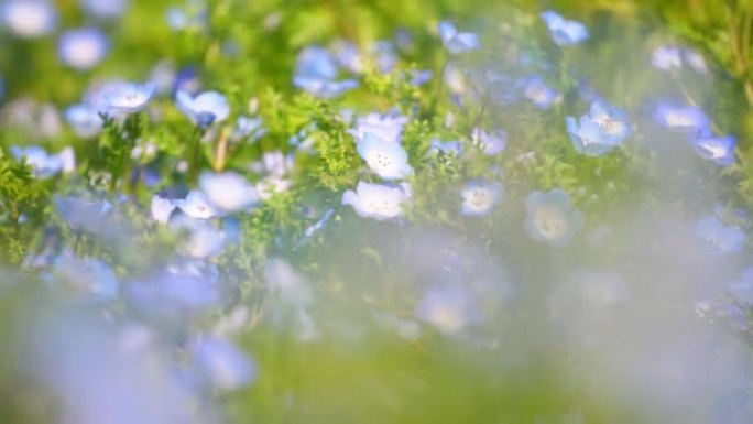 神奇的内莫菲拉场的图像