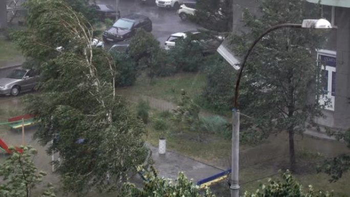 雨水和飓风震撼了院子里的树木