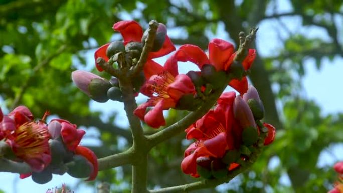 美丽的火红色华丽的花朵盛开在Shimul或红色的丝绸棉花树的树枝上。红色的花朵在绿色的树叶上观看。