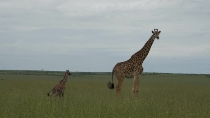 快走的长颈鹿必须停下来等待她的新生婴儿。