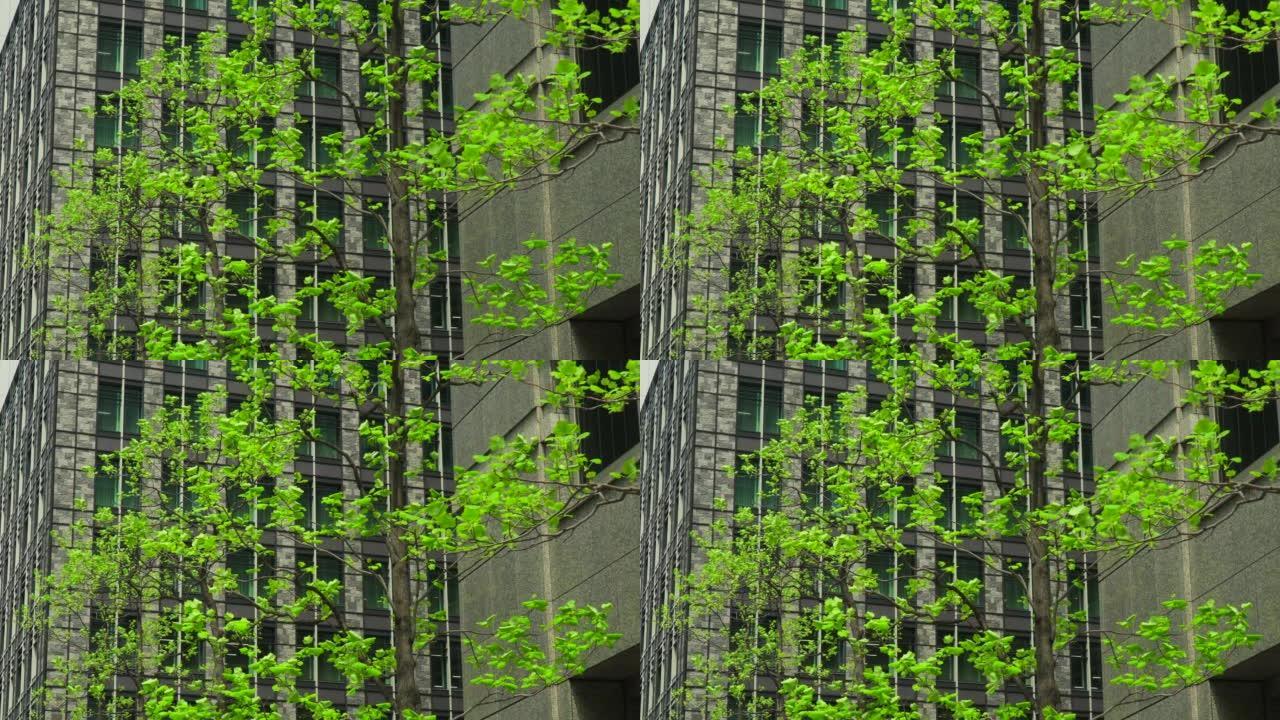 现代化办公楼和新的绿色行道树