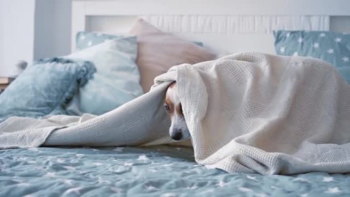 肖像可爱的杰克罗素狗，在舒适美丽的现代卧室，大窗户，床罩下有表情的眼睛