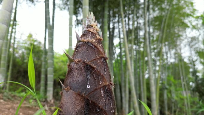 雨后春笋  露珠滑落唯美慢镜头意境