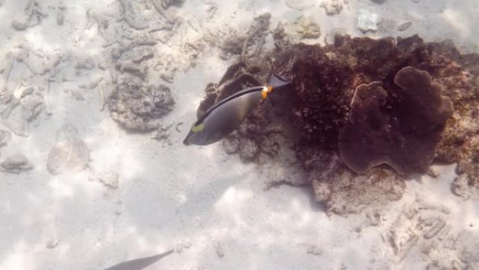橙色脊椎独角兽鱼或Naso lituratus在珊瑚礁中游泳的水下视频。泰国湾Koh Tao isl