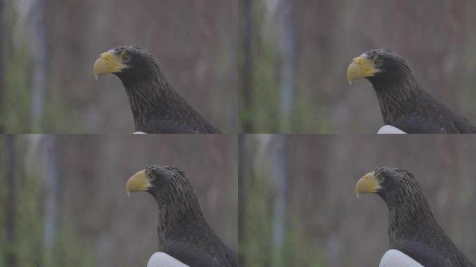 斯特勒海雕 (Haliaeetus pelagicus)。野生动物。稀有鸟类的细节肖像。美丽骄傲鸟的