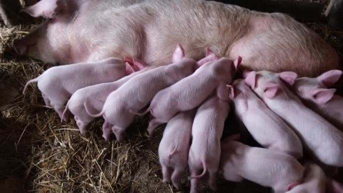 强壮的小猪吮吸健康的母猪。养猪场-亲本养猪场。