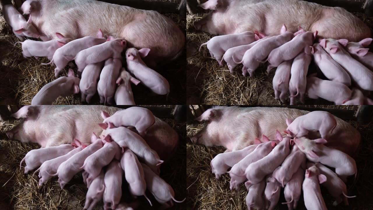 强壮的小猪吮吸健康的母猪。养猪场-亲本养猪场。