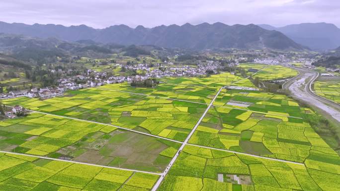 汉中油菜花