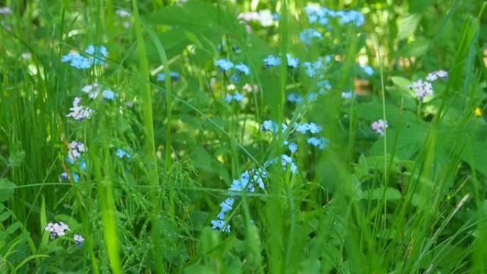 阳光充足的草坪上的蓝色野花。