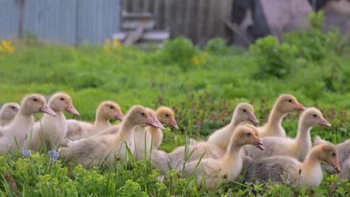 小鸭子在阳光下的绿色草地上休息。一群小鸭子小鸡躺在绿草丛中。农场，家禽养殖。全高清