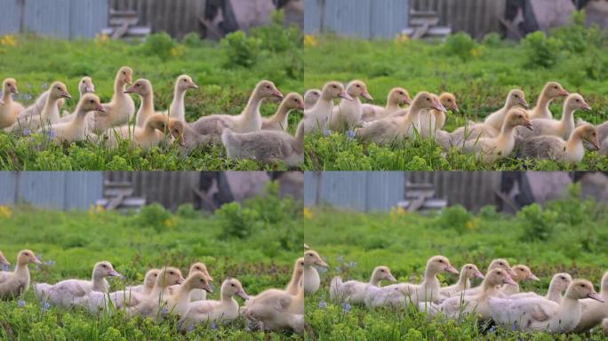 小鸭子在阳光下的绿色草地上休息。一群小鸭子小鸡躺在绿草丛中。农场，家禽养殖。全高清