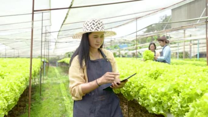 4K 50fps水培蔬菜农场的老板，亚洲妇女在购买蔬菜之前检查蔬菜的质量。在一个大农场使用无农药的水